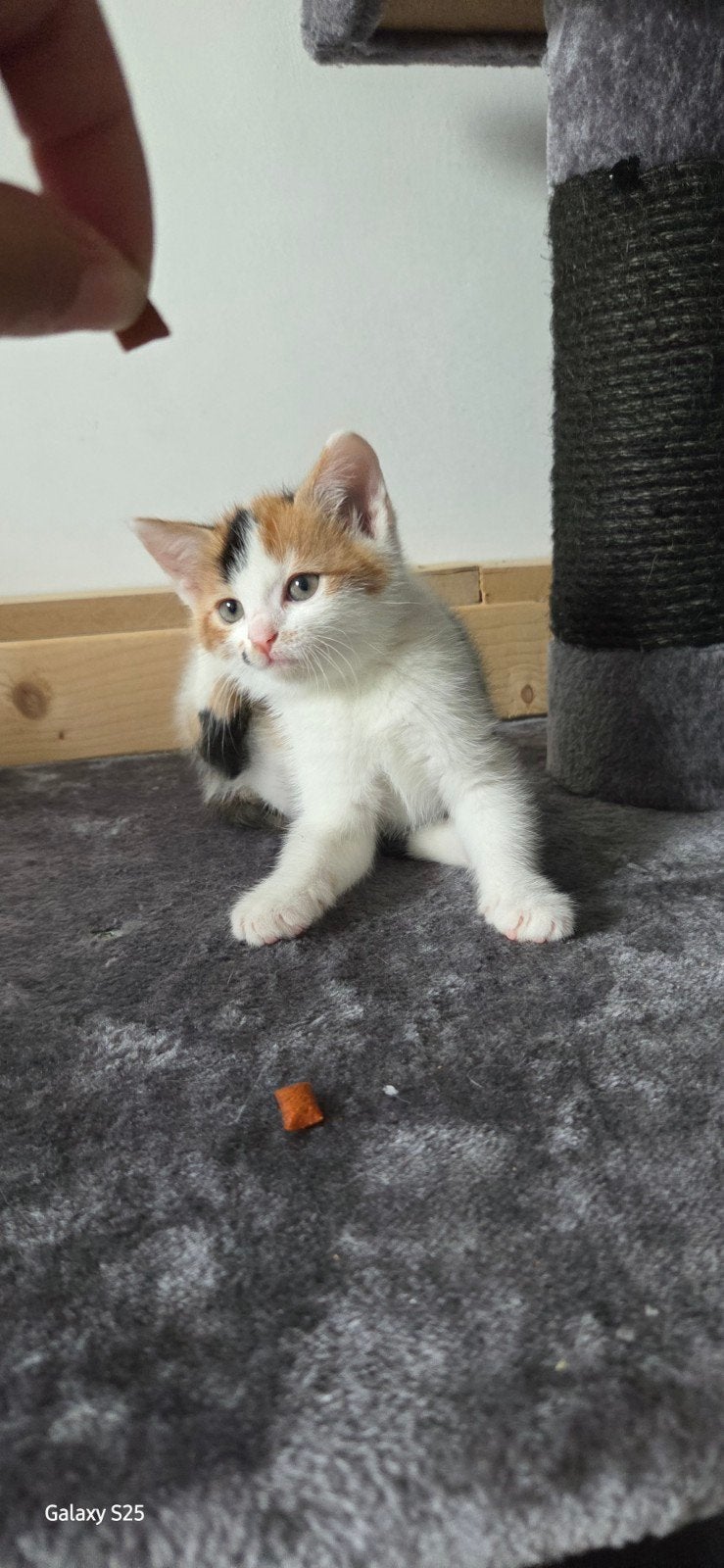 kittens