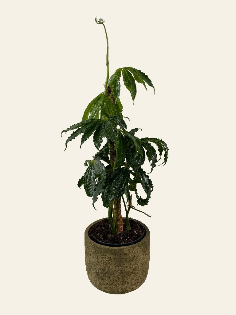 Anthurium Polyschistum, Ophalen of Verzenden, In pot, Halfschaduw, Minder dan 100 cm