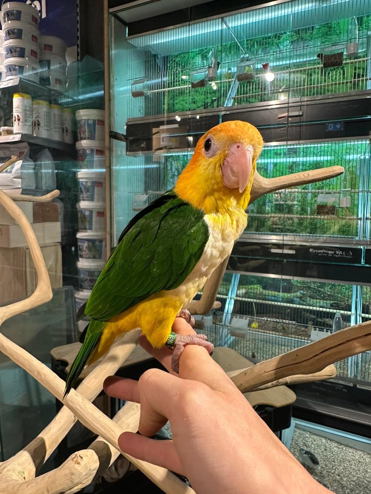 Roestkopcaiques super lief en super tam, Dieren en Toebehoren, Vogels | Parkieten en Papegaaien, Meerdere dieren, Papegaai, Tam