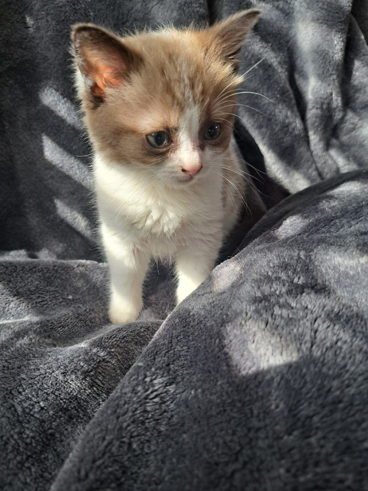 britse korthaar kittens, Dieren en Toebehoren, Meerdere dieren