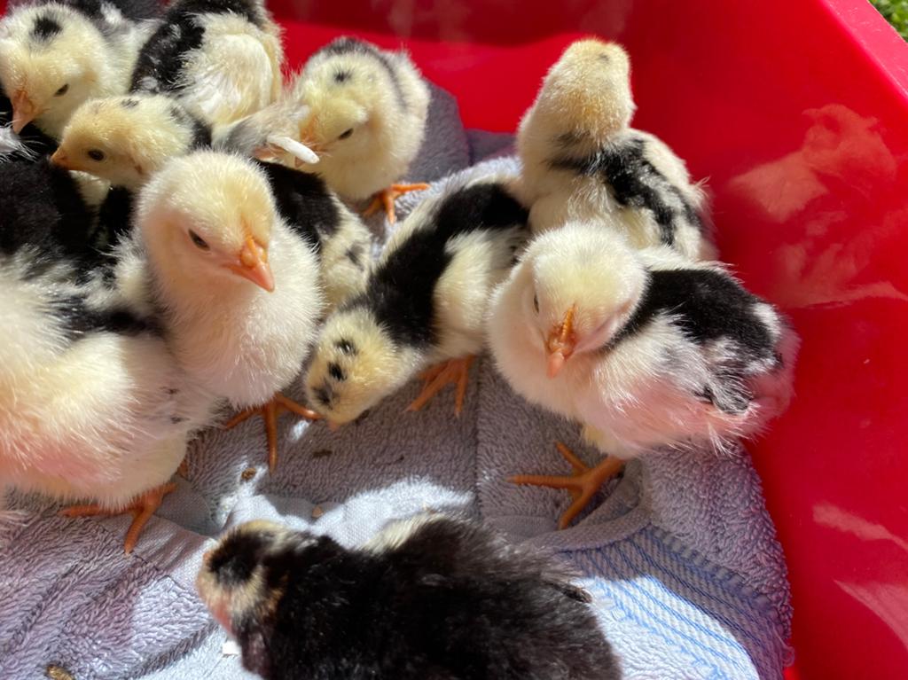 Bonte Leghorn kuikens, Geslacht onbekend, Kip