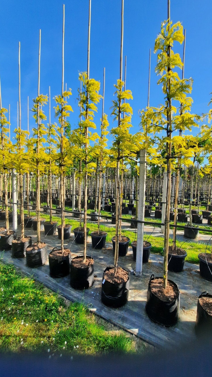 Gleditsia triacanthos 'Sunburst' 🍀
 🍀, Ophalen, Volle zon, Overige soorten