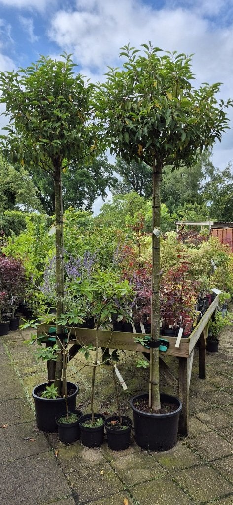 TE KOOP Portugese Laurier BOLVORM, Bloeit niet, Halfschaduw, Overige soorten, 100 tot 250 cm