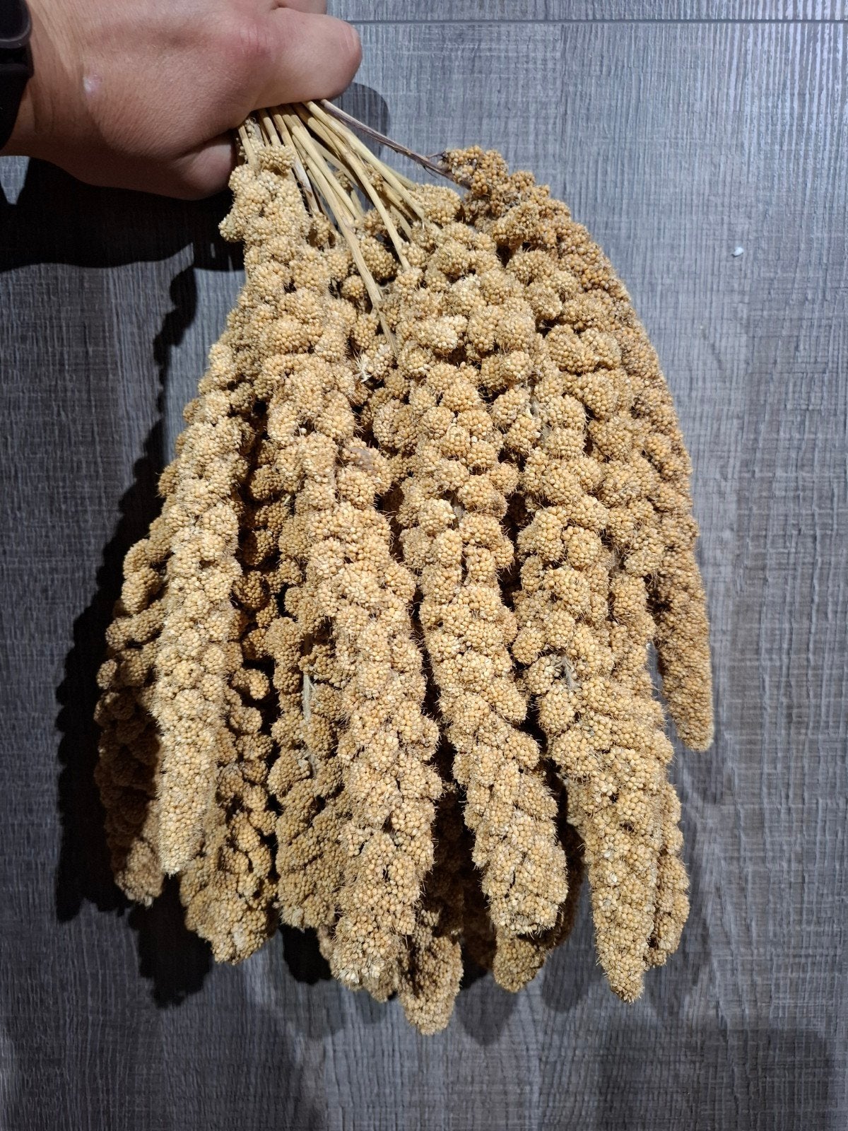 5 kg Trosgierst, Ophalen, Nieuw, Eten en Drinken
