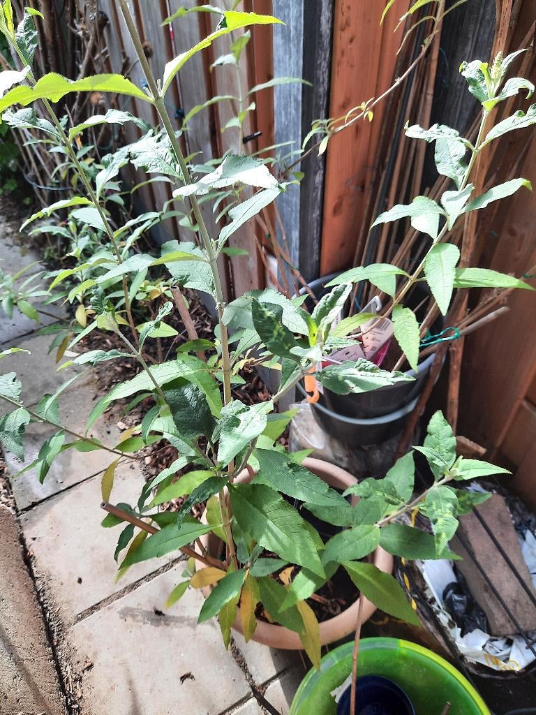 Wat grotere en kleine Vlinderplanten en meer voor weinig, Tuin en Terras, Overige soorten, Volle zon, Vaste plant, Ophalen of Verzenden