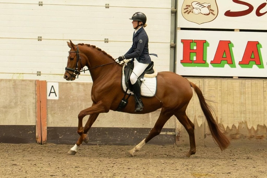 Talentvolle 5 jarige L2 merrie, Dieren en Toebehoren, Paarden, Merrie, Met stamboom, Dressuurpaard, 3 tot 6 jaar