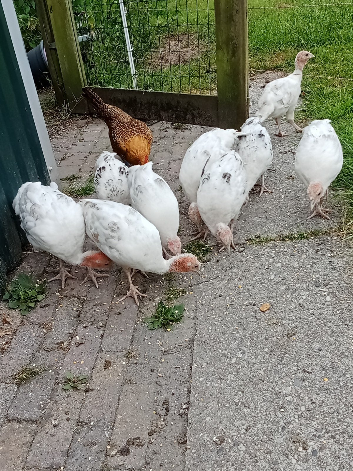 7 jonge kalkoenen., Dieren en Toebehoren, Pluimvee, Meerdere dieren, Kalkoen