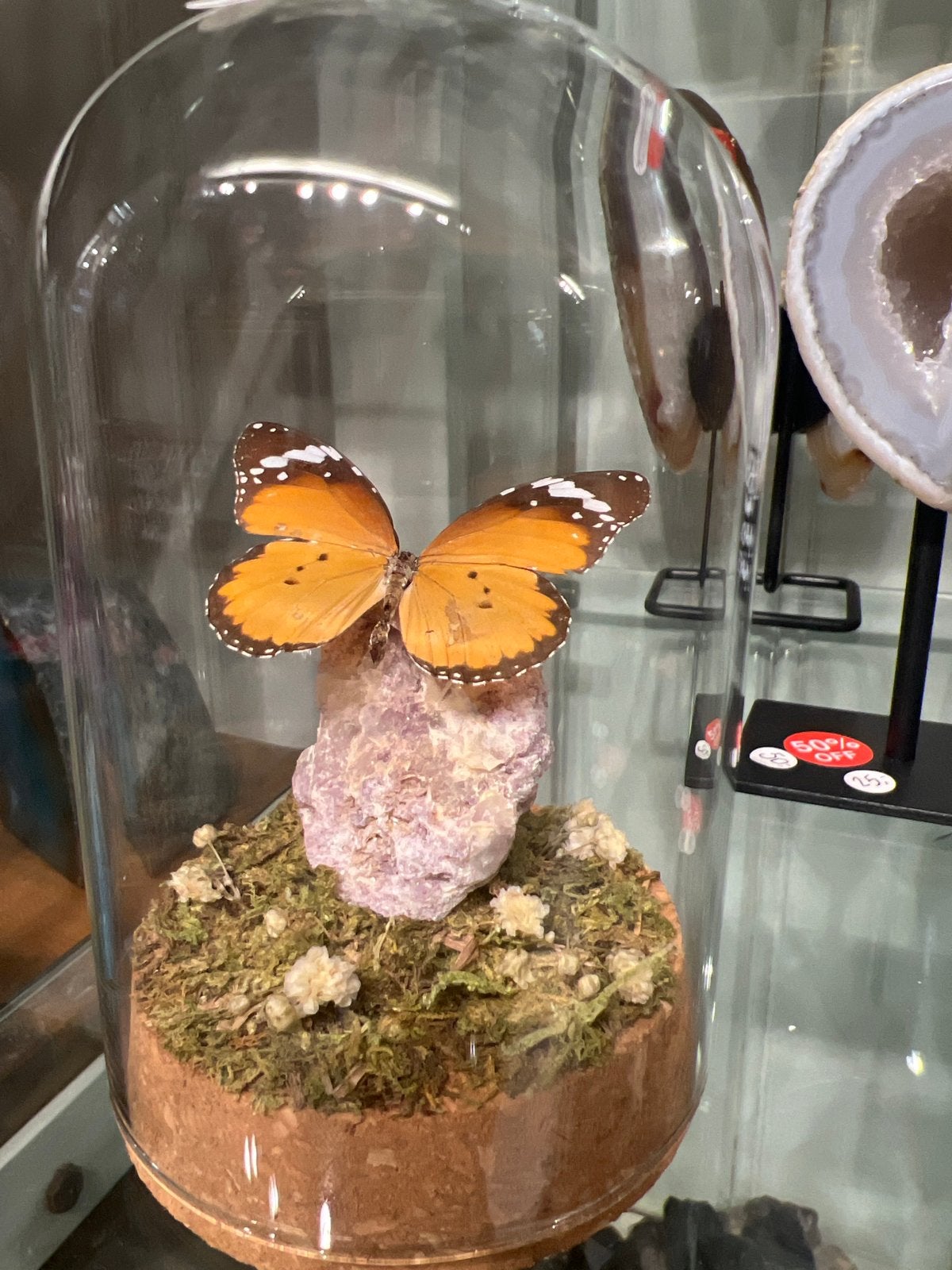 Opgezette vlinder in glazen stolp - Uniek decoratiestuk, Ophalen of Verzenden, Nieuw, Insect, Opgezet dier