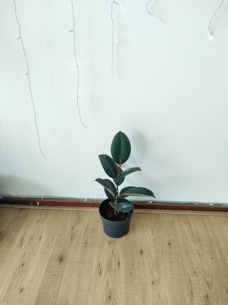 Ficus Elastica Abidjan/ Rubberboom - 50 cm, Ophalen, Ficus, Halfschaduw, Minder dan 100 cm