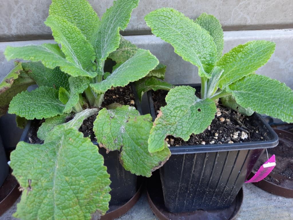 Vingerhoedskruid, Digitalis, Ophalen, Overige soorten, Volle zon