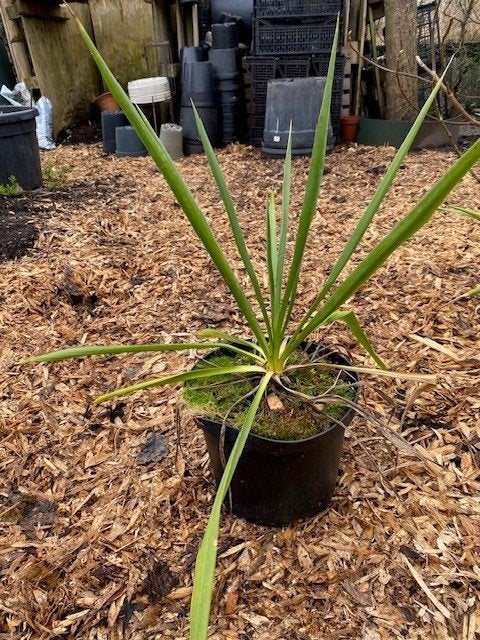 Palmlelie, Ophalen of Verzenden, Overige soorten, Volle zon