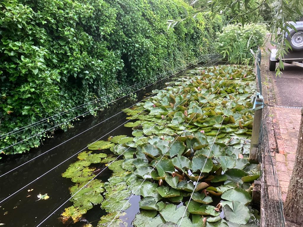 Gratis goudvissen gezocht voor natuurlijke vijver, Verzenden, Gebruikt