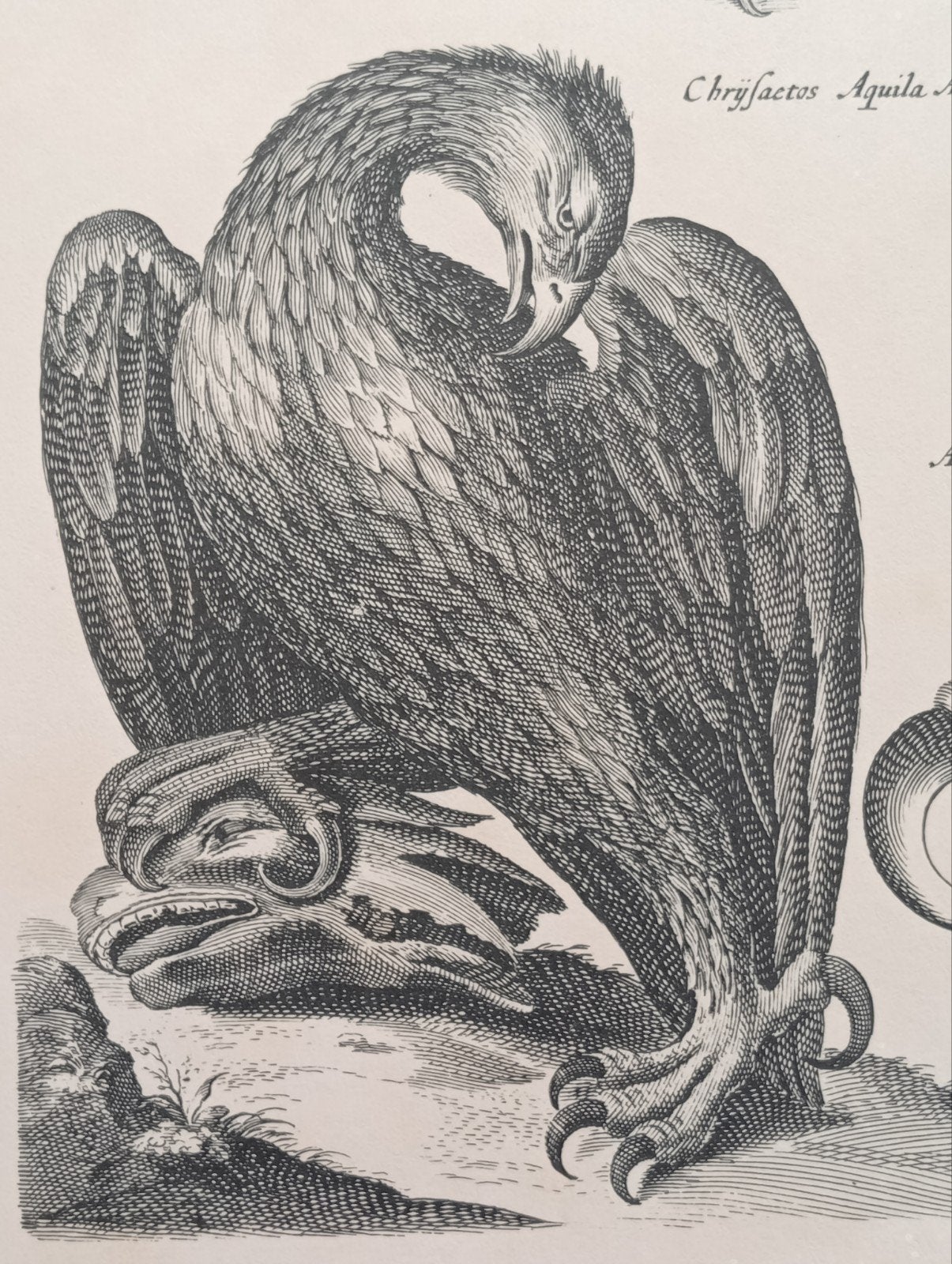 Arend lithografie, Ophalen of Verzenden