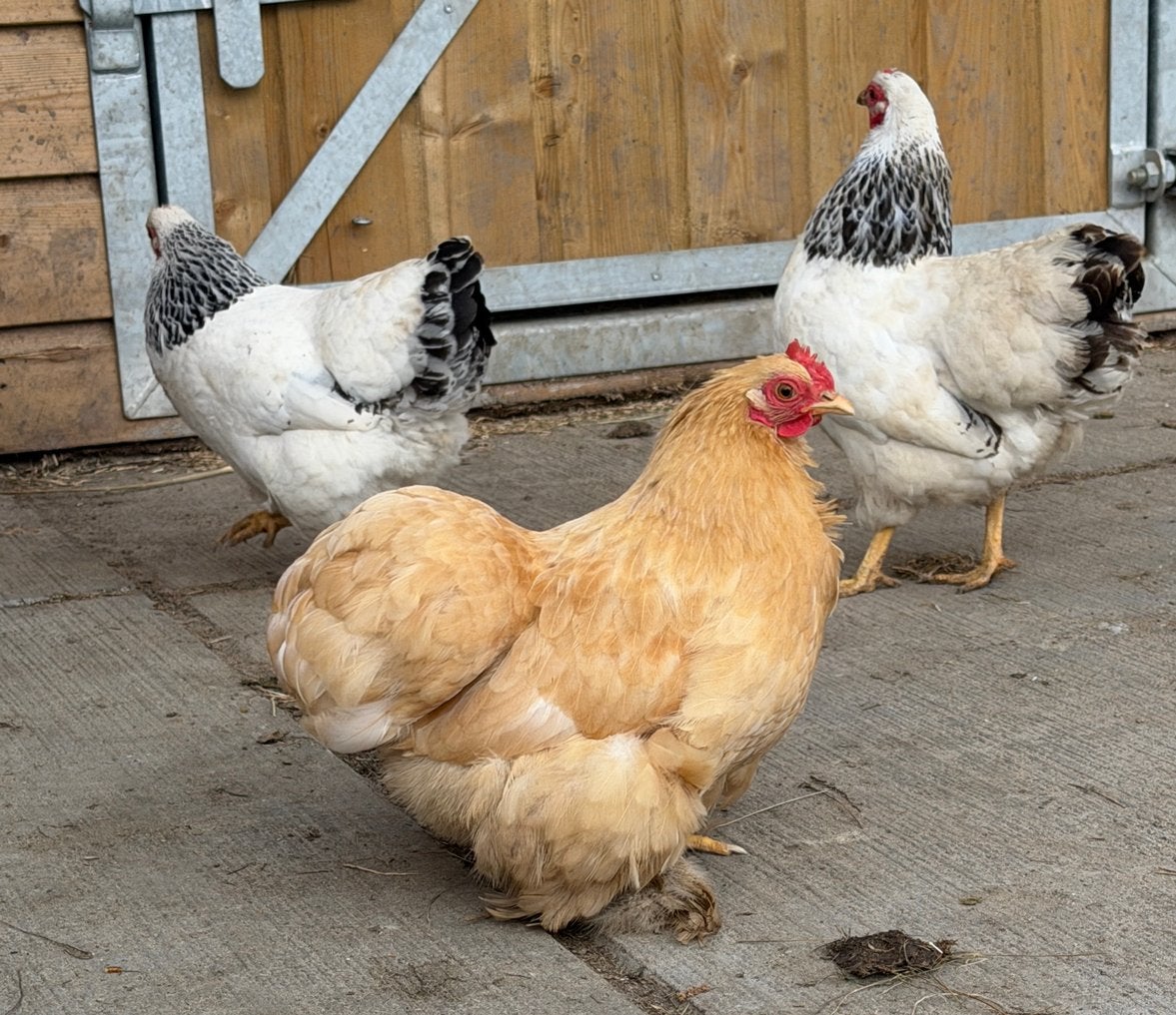 Toompje hennen 2x Wyandotte kriel 1x Cochin kriel, Dieren en Toebehoren, Pluimvee, Vrouwelijk, Kip