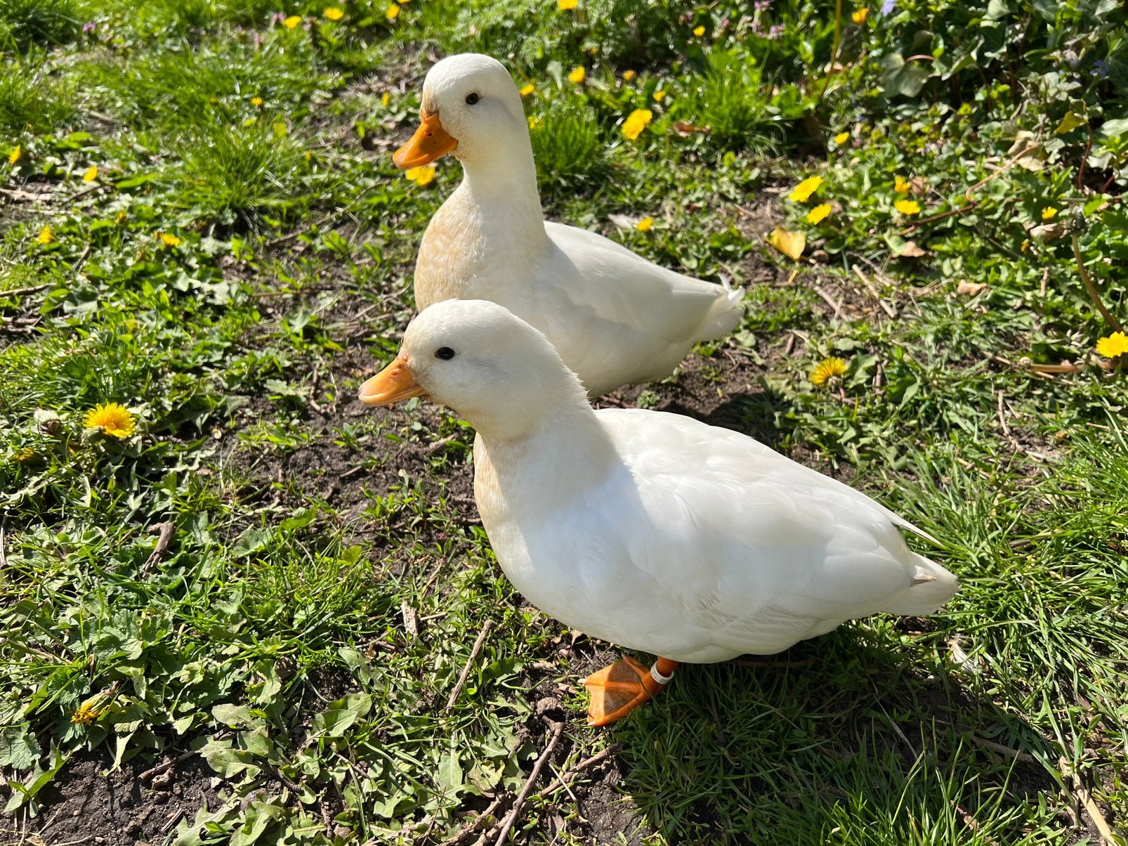 Kwakers, Dieren en Toebehoren, Meerdere dieren, Eend