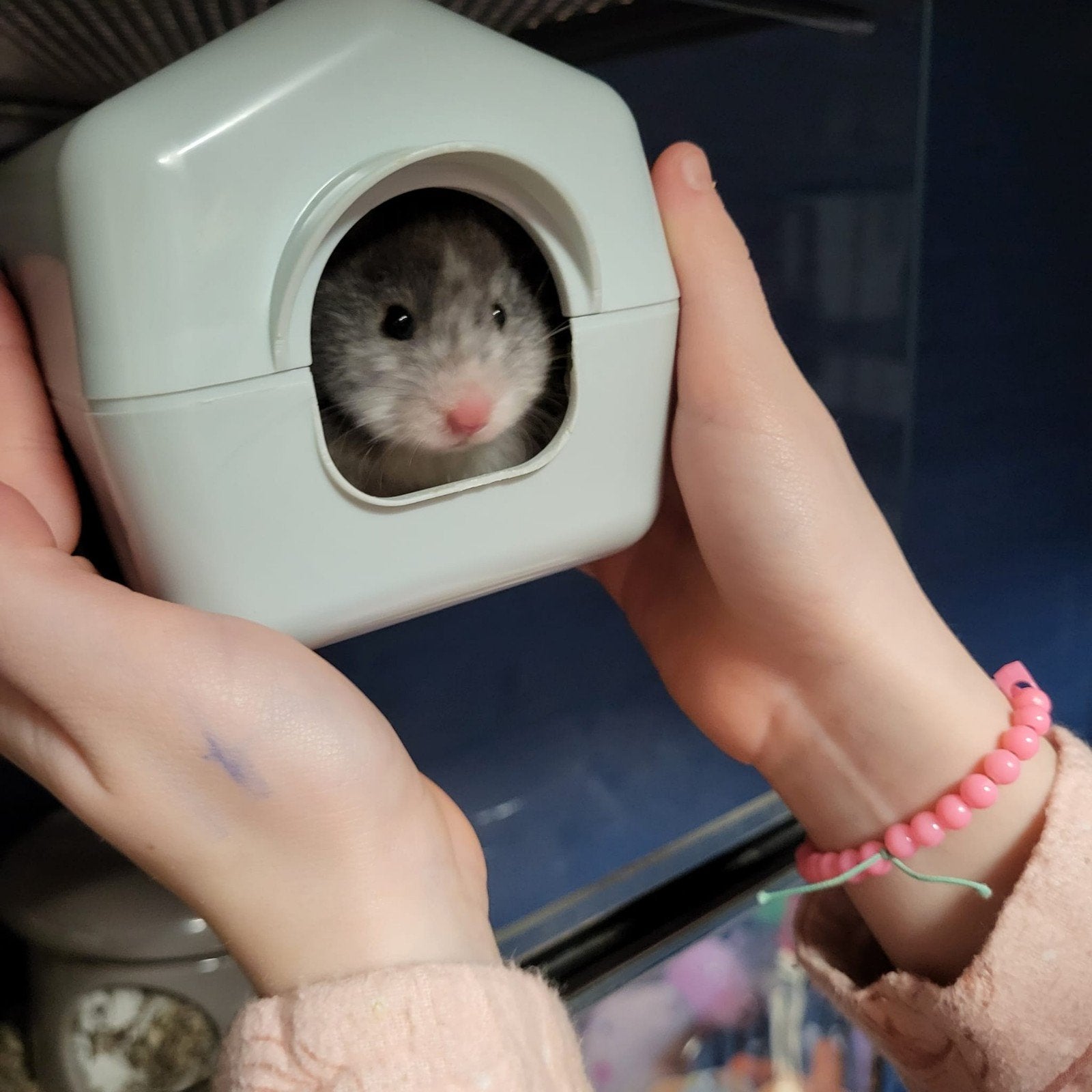 vriendelijke hamster, Dieren en Toebehoren, April, Vrouwelijk, Hamster