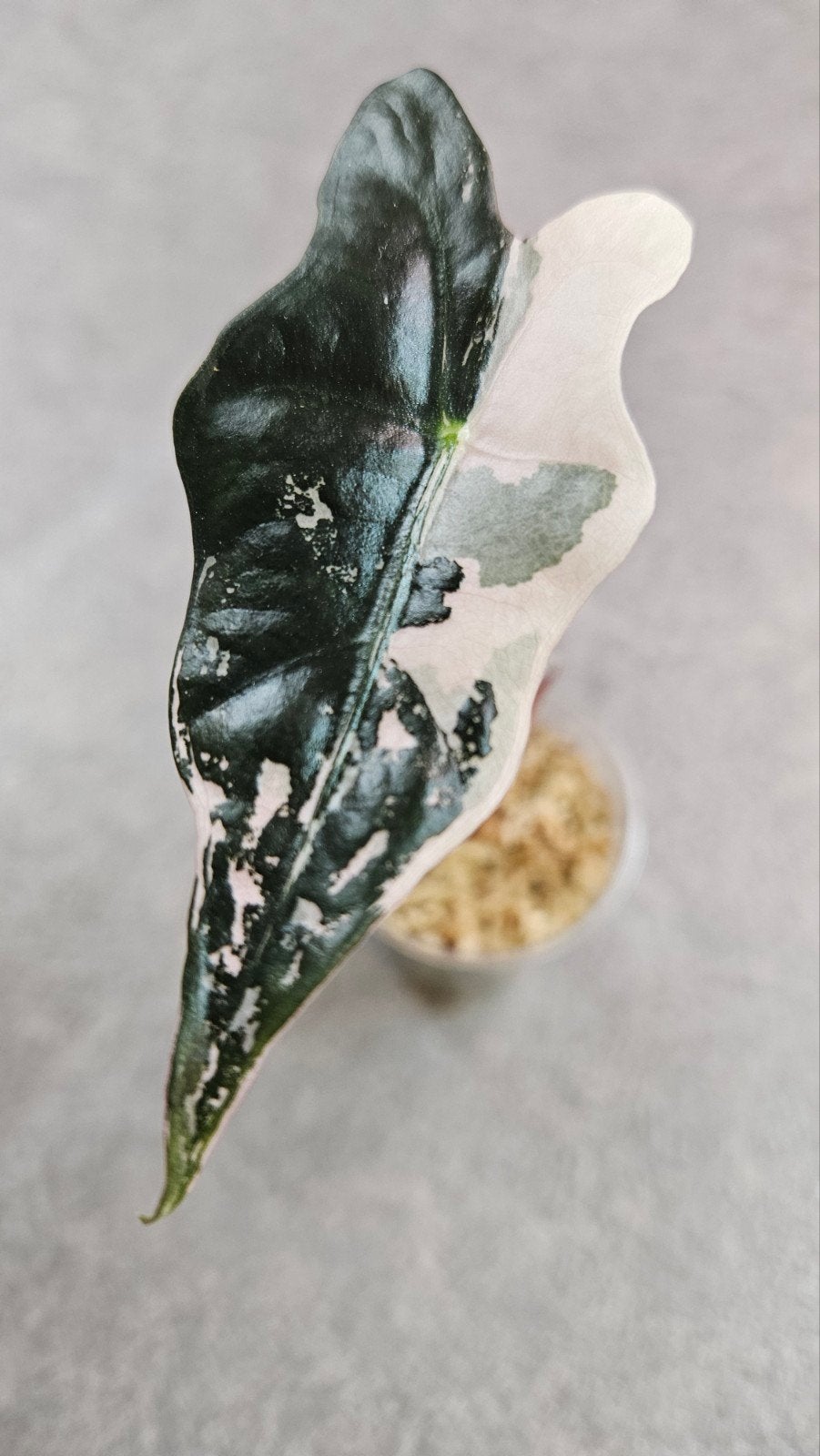 Alocasia Nobilis Pink Variegata, Ophalen of Verzenden, Halfschaduw, Minder dan 100 cm