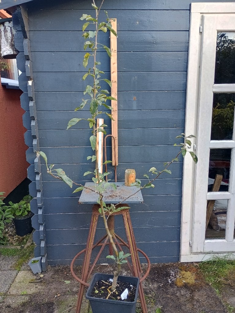 Jonagold appelboom laagstam, Ophalen, Lente, Volle zon, In pot