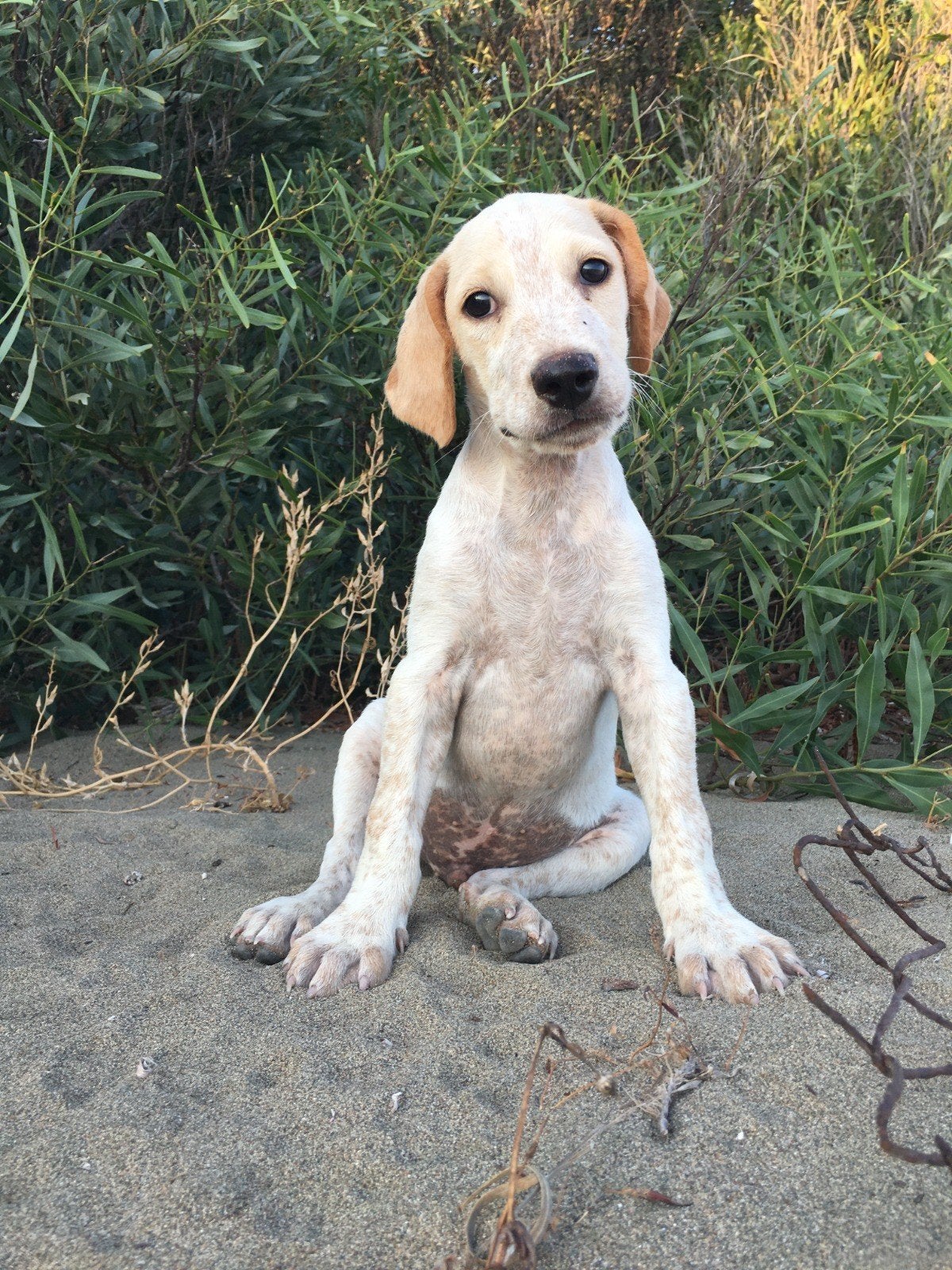 drie pointer pups op zoek naar een liefdevol huisje, 15 weken tot 1 jaar, Buitenland, Parvo, Meerdere dieren