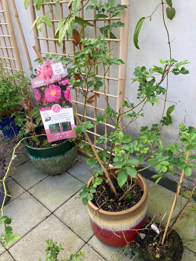 Klimop roos, Ophalen, Vaste plant, Halfschaduw, Klimplanten