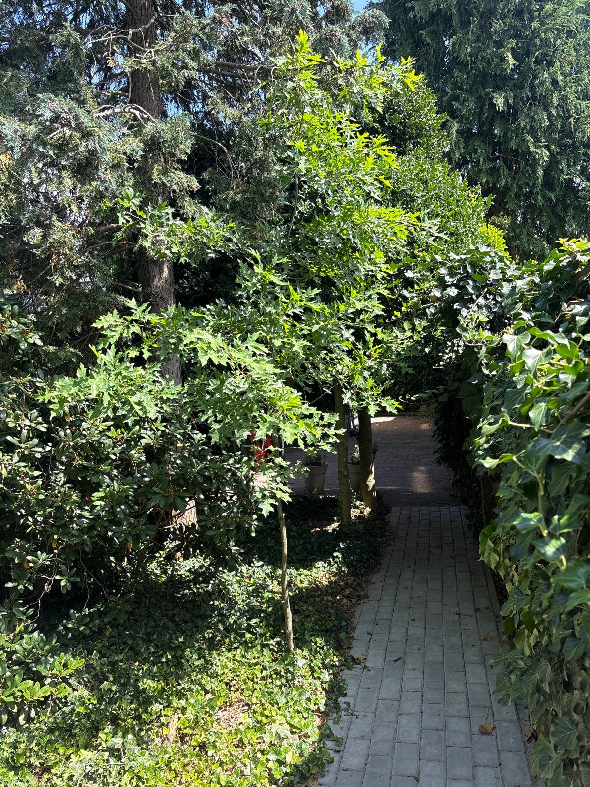 Jonge Eikenboom - 5 jaar oud, Tuin en Terras, Planten | Bomen, Overige soorten, Lente, 250 tot 400 cm, Ophalen