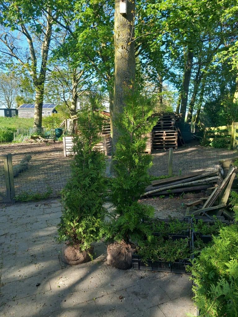 Thuya Brabant, Ophalen, Bloeit niet, Halfschaduw, Overige soorten