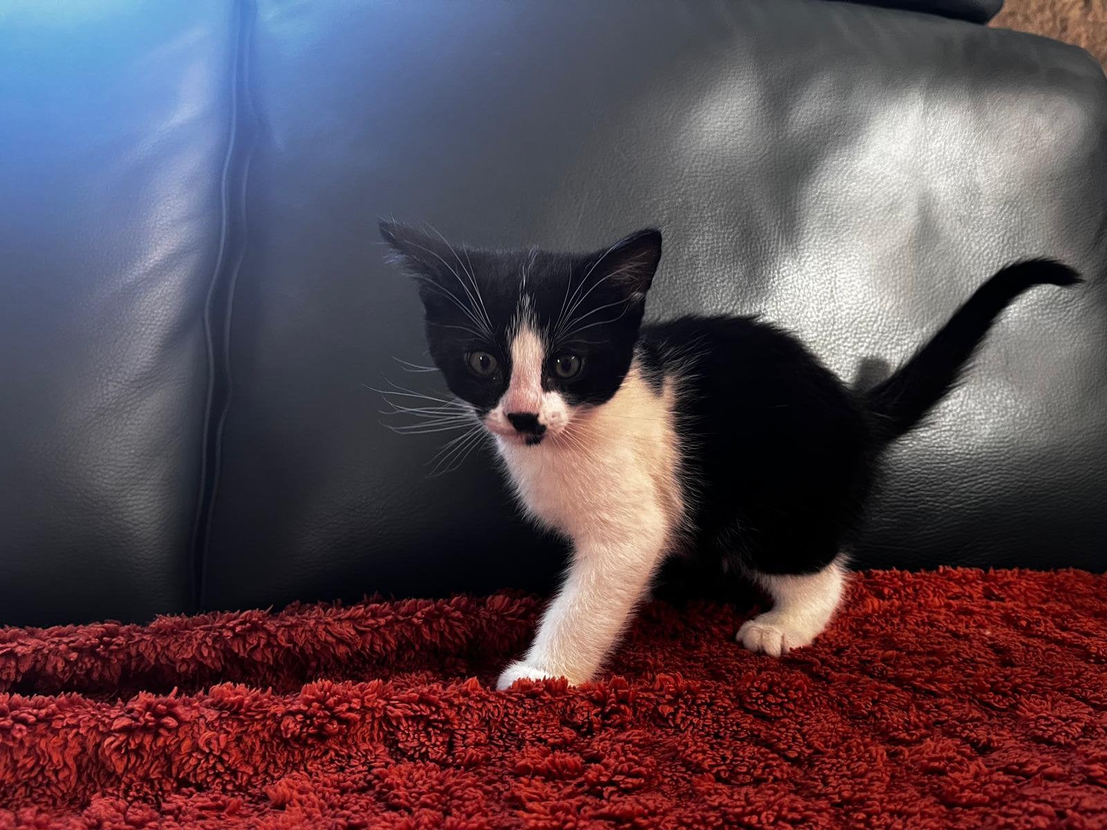 Te koop lief zwart wit katertje, Kater