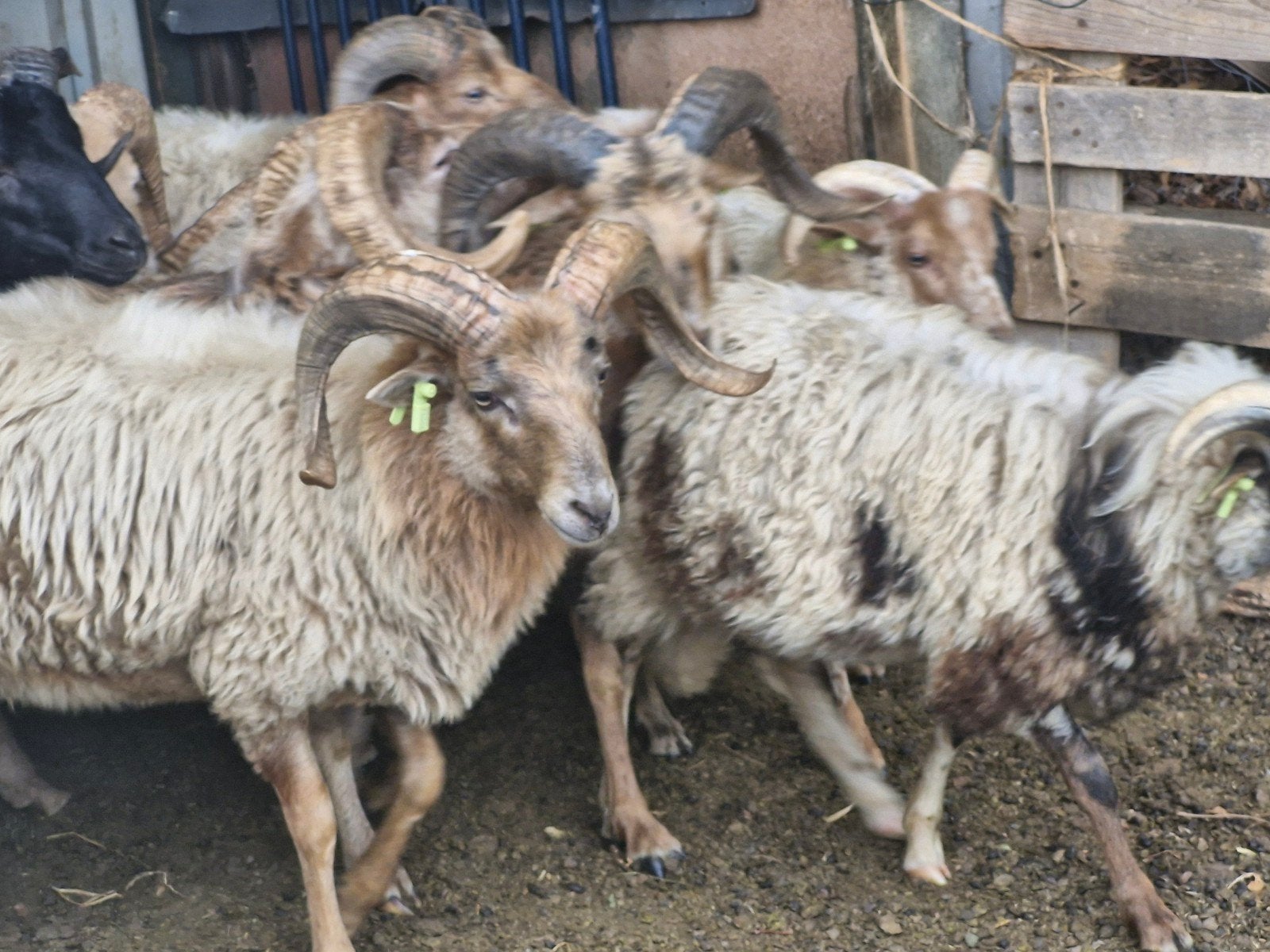 Drents Heideschaap rammen. stamboek, gekeurd, Dieren en Toebehoren, Schapen, Geiten en Varkens, Mannelijk, Schaap