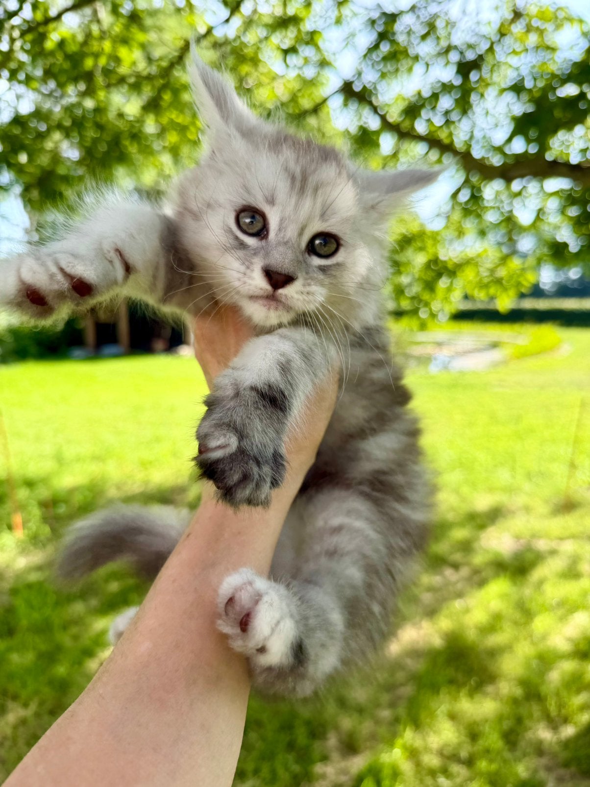 Maine Coon kitten met stamboom polydactyl, Dieren en Toebehoren, Meerdere dieren, Met stamboom
