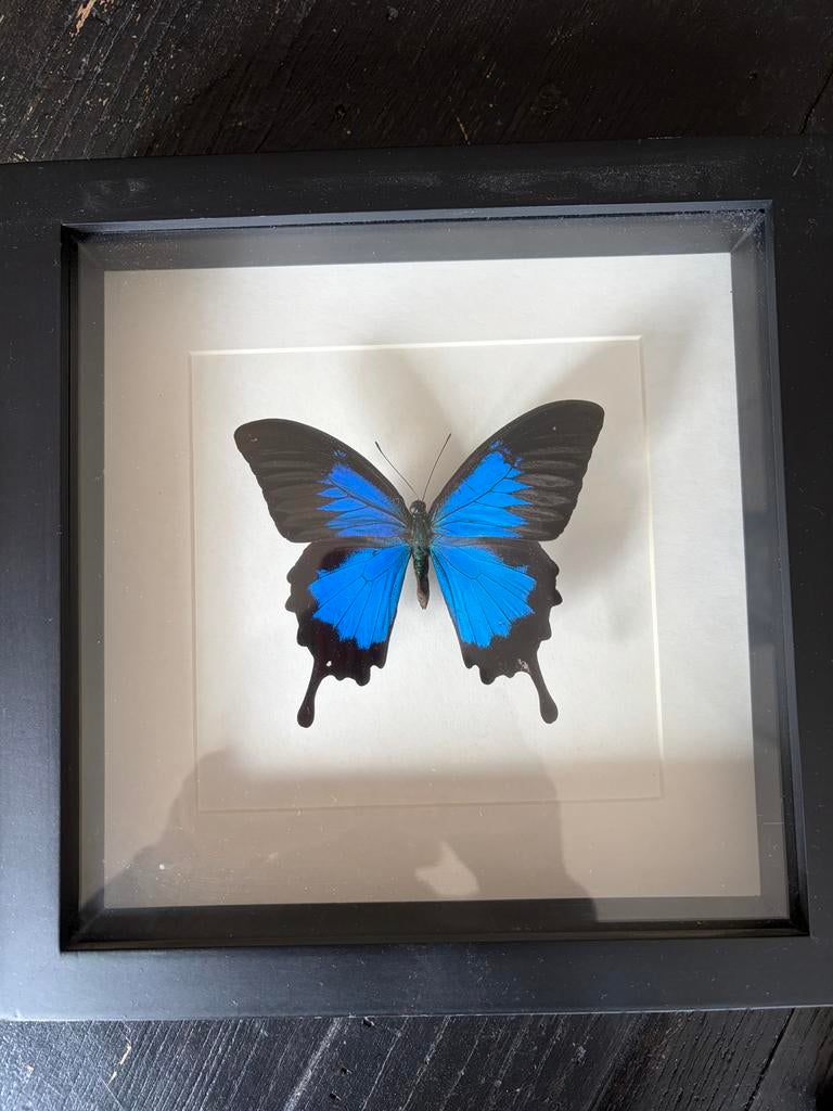 Zwart lijstje met echte vlinder, Ophalen, Gebruikt, Insect, Opgezet dier