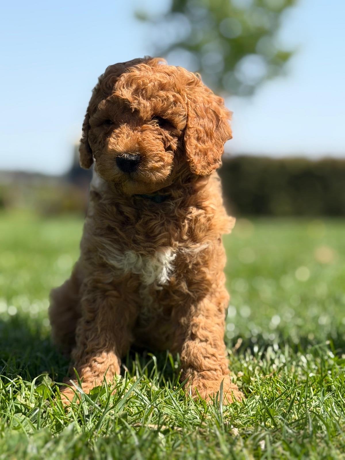 Mini Labradoodle, Dieren en Toebehoren, Honden | Retrievers, Spaniëls en Waterhonden, Parvo, 8 tot 15 weken, Eén hond, Nederland