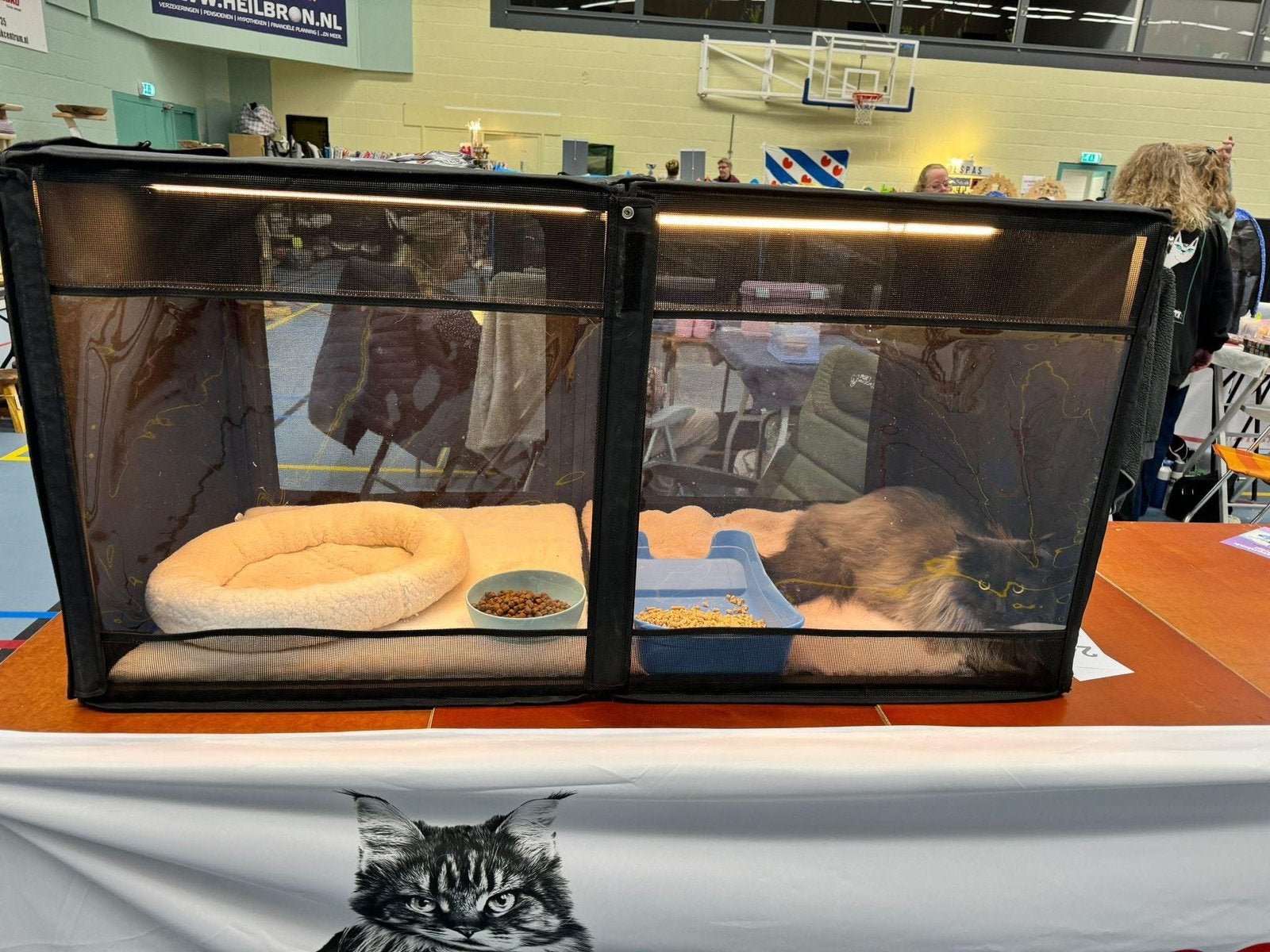 2 Royal dreamers  showkooien. Bench kitten verblijf, Dieren en Toebehoren, Ophalen of Verzenden, Zo goed als nieuw