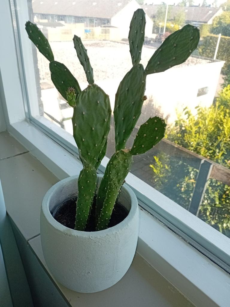 Grote cactus in pot, Ophalen of Verzenden, Minder dan 100 cm, In pot, Cactus