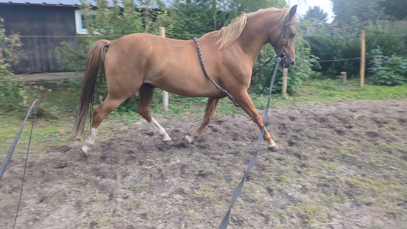 leuke ervaren Welsh NWR sportpony 7 jaar, E pony (1.48m - 1.57m), Ruin, Dressuurpony, 7 tot 10 jaar