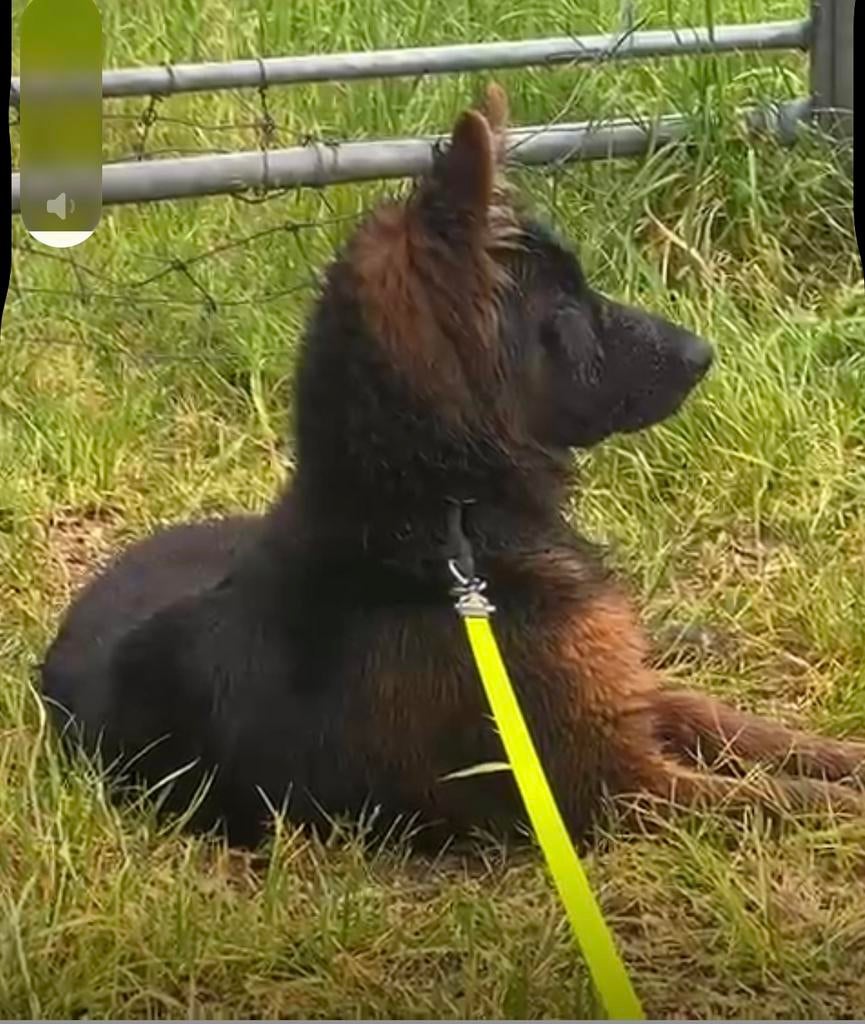 Duitse herder DIEGO VOM BORNIGER-DREIECK ter dekking, Dieren en Toebehoren, Reu, Parvo, Eén hond, 3 tot 5 jaar