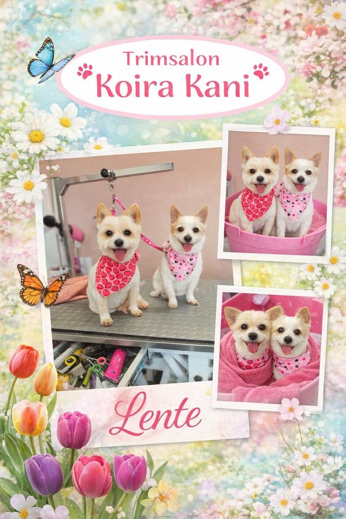 Trimsalon Koira Kani in Spierdijk. Honden en Konijnen