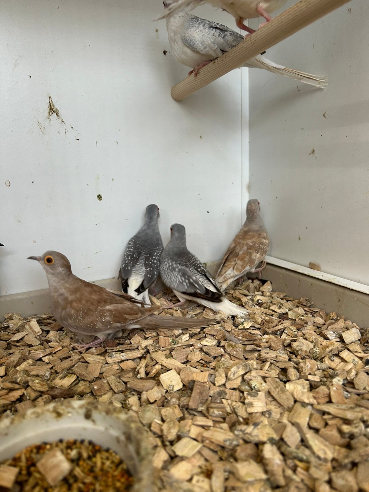 Div diamantduifjes, Meerdere dieren