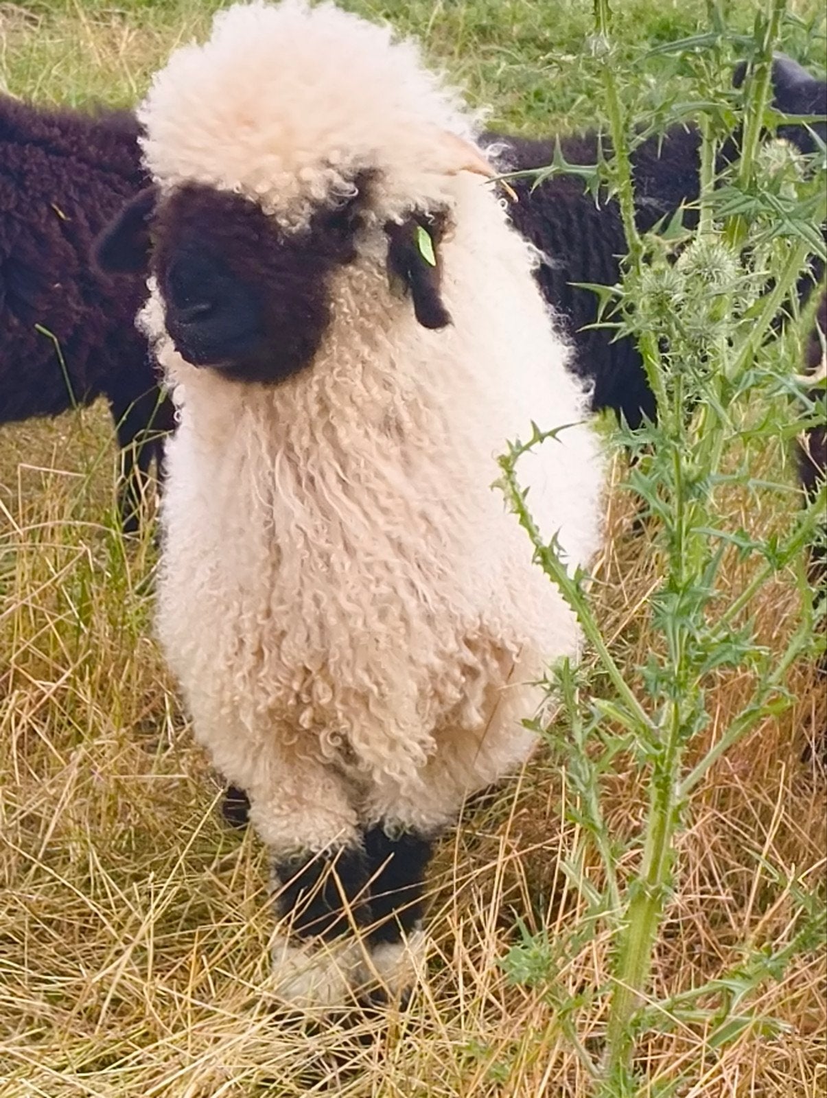 3 wallissers schwarznase ramlammeren, Meerdere dieren, Schaap, 0 tot 2 jaar