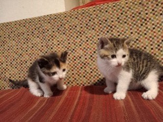 Getijgerd poesje, 10 weken oud, in Venlo, Dieren en Toebehoren, Poes, Kortharig, 0 tot 2 jaar