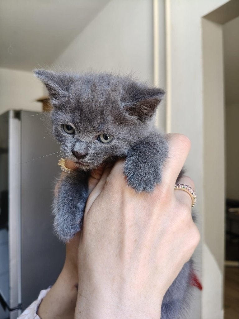 Kittens Britse korthaar, Dieren en Toebehoren, Katten en Kittens | Raskatten | Korthaar, Kater, 0 tot 2 jaar, Ontwormd