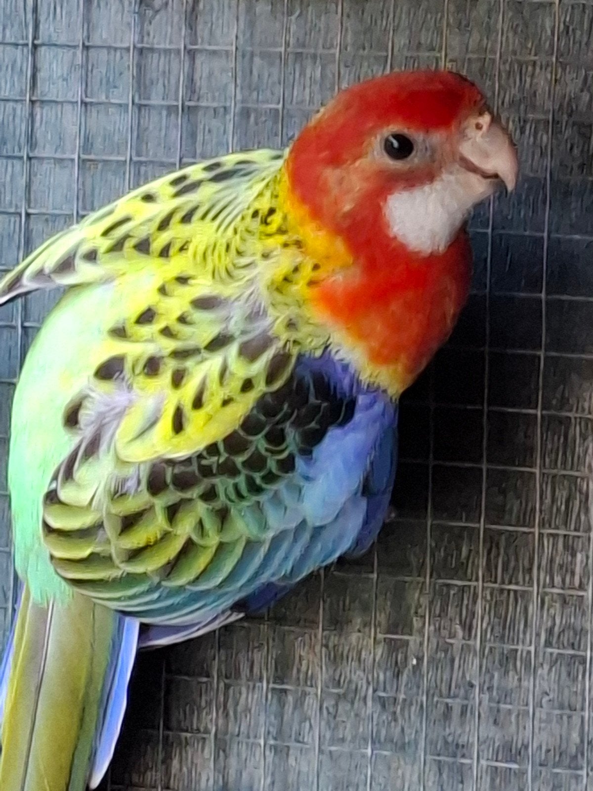 prachtrosella man, Dieren en Toebehoren, Vogels | Parkieten en Papegaaien, Mannelijk, Geringd