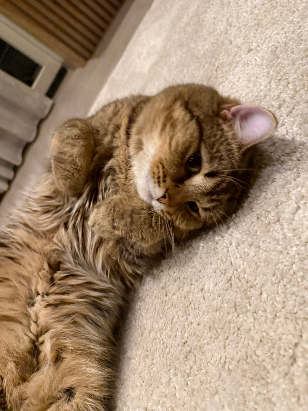 Kater te koop - Mufasa, Kater