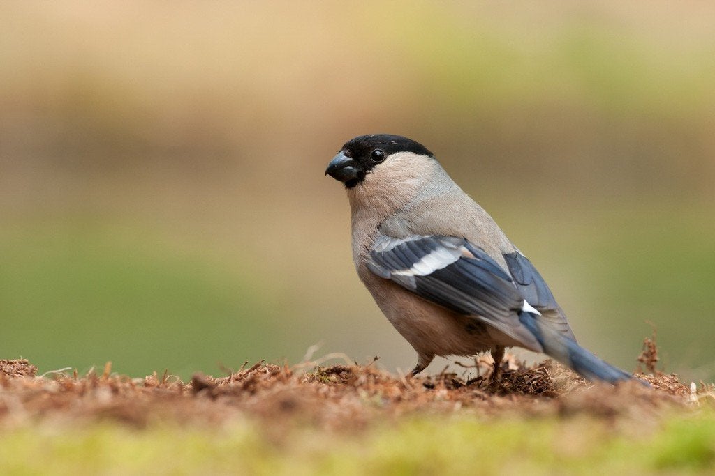Gezocht kleine goudvink pop, Dieren en Toebehoren, Vrouwelijk, Wildzangvogel