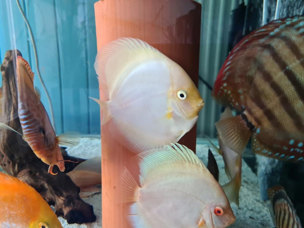 Snow White Discus, Symphysodon Discus, Vis, Zoetwatervis