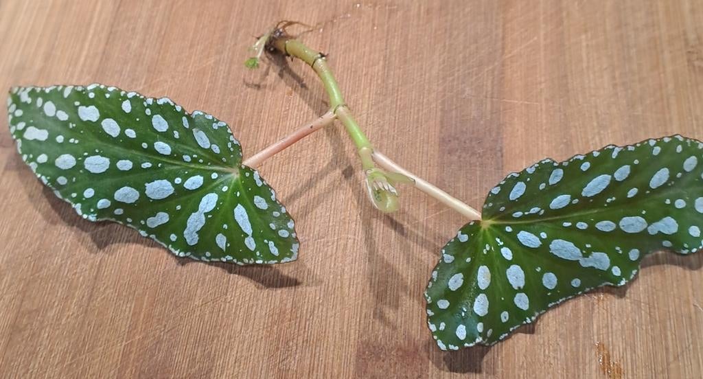 Begonia Maculata Polka Dot, Ophalen of Verzenden, Halfschaduw, Minder dan 100 cm