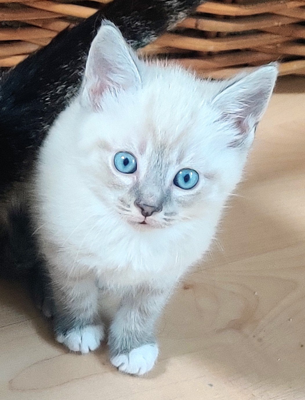 Prachtig katertje met blauwe ogen ., Kater