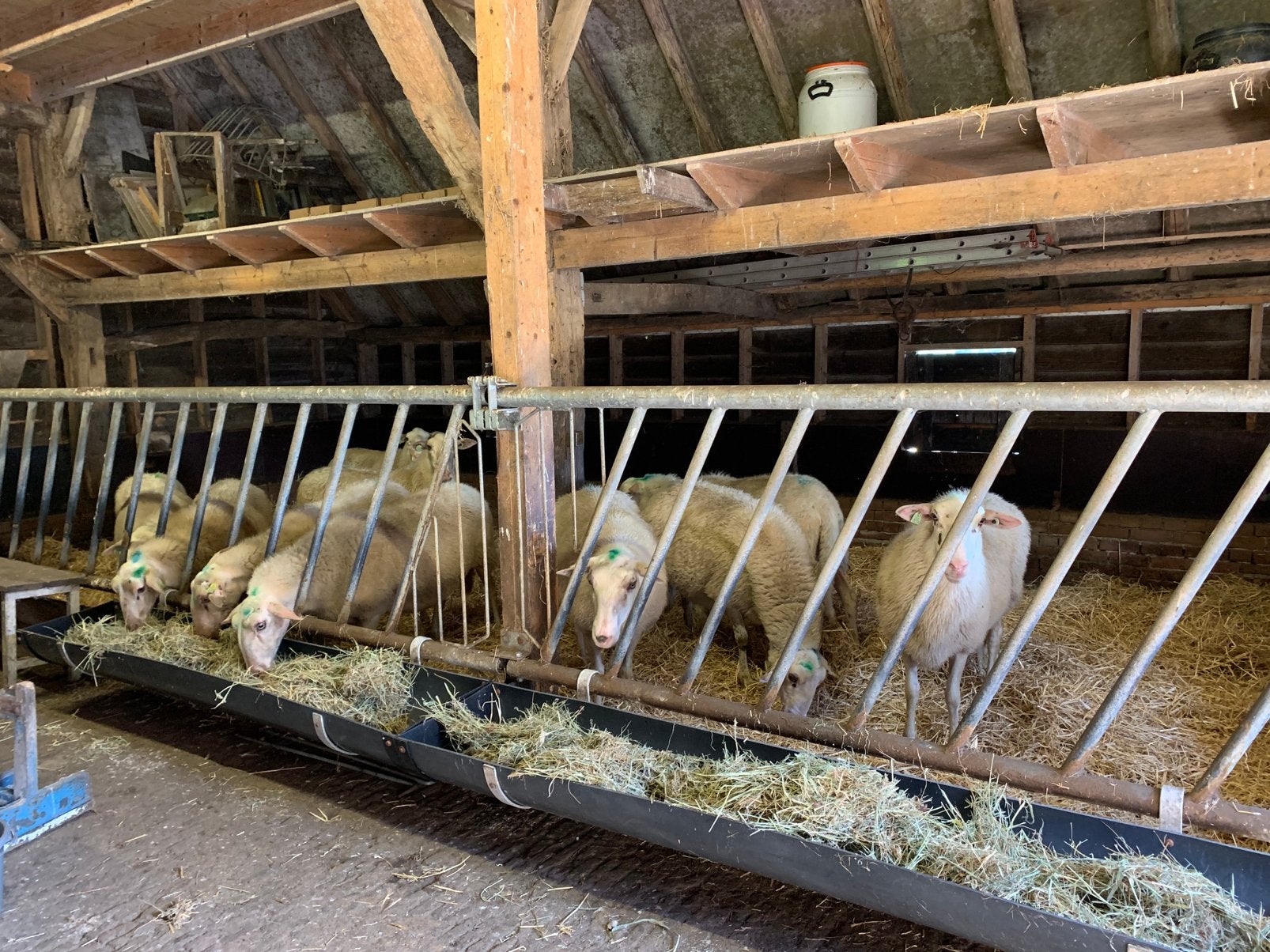 Voerhekken schaap kalf gegalvaniseerd met voergoten, Stalling