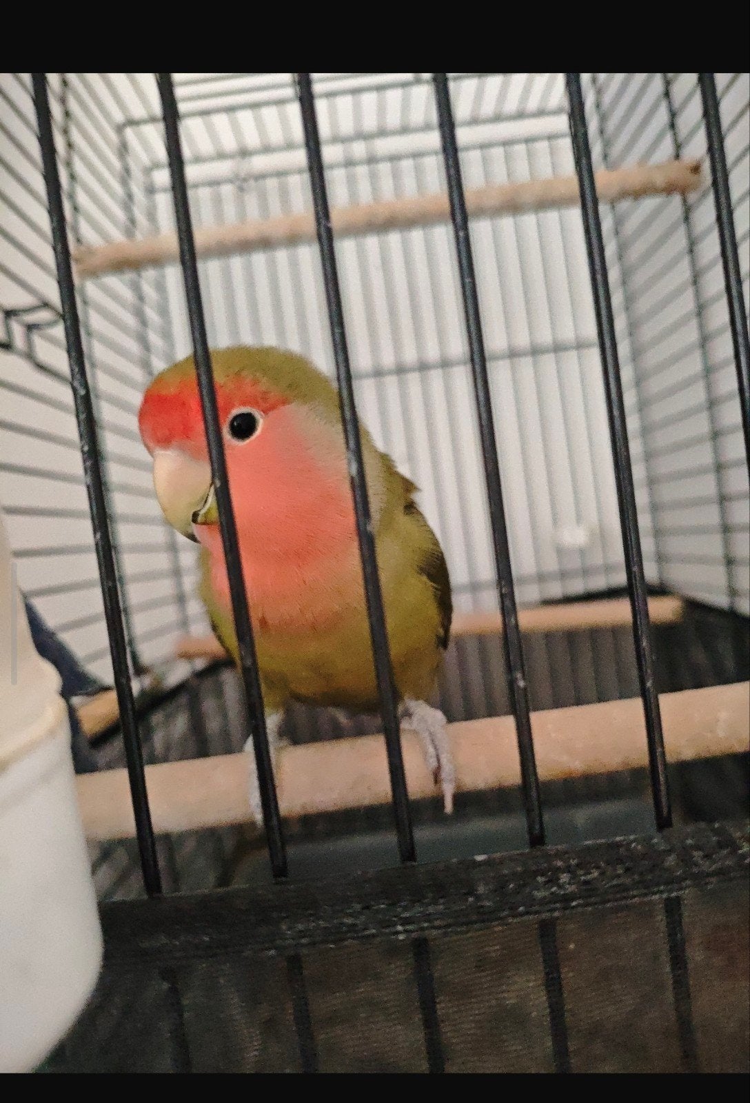 Als je een tamme vogel wilt, is dit een geschikte keuze., Dieren en Toebehoren, Vogels | Parkieten en Papegaaien, Mannelijk, Parkiet