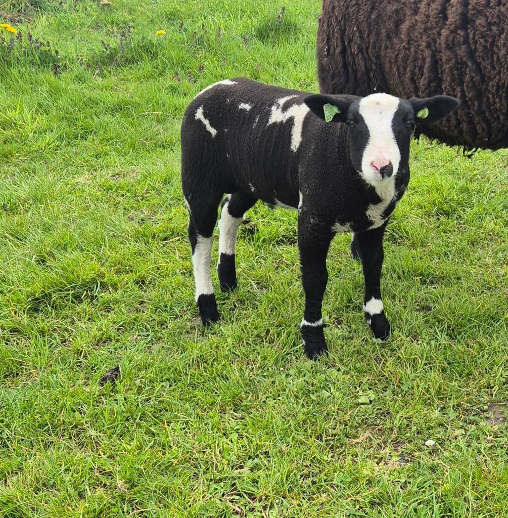 Bonte ram, Dieren en Toebehoren, Schapen, Geiten en Varkens, Schaap, Mannelijk, 0 tot 2 jaar