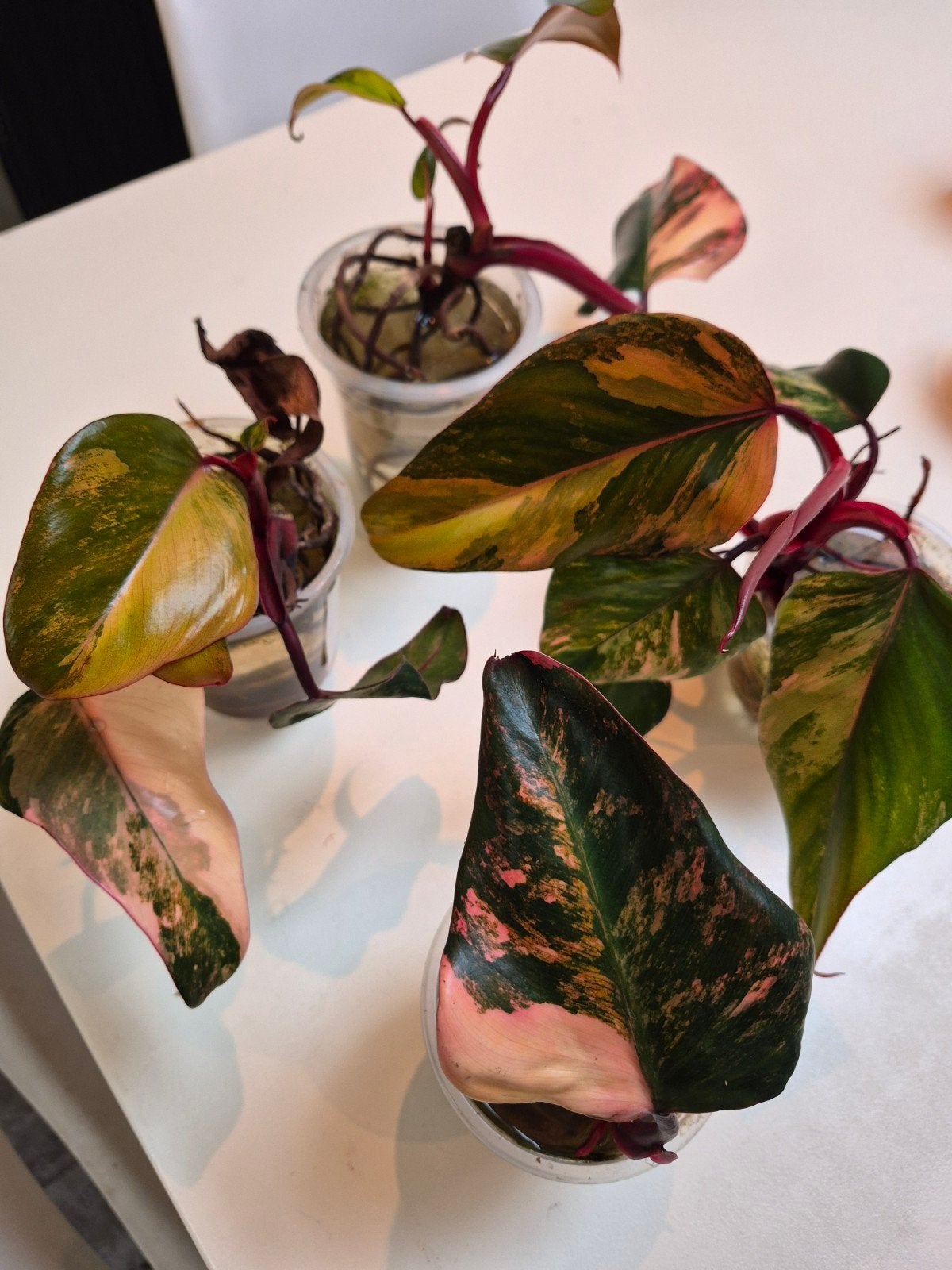 Philodendron strawberry shake stekken, Overige soorten, Vaste plant, Ophalen of Verzenden, Bloeit niet